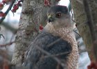Accipiters (Hawks)